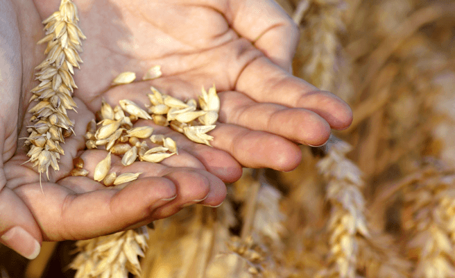 Контроль влажности при хранении семян пшеницы